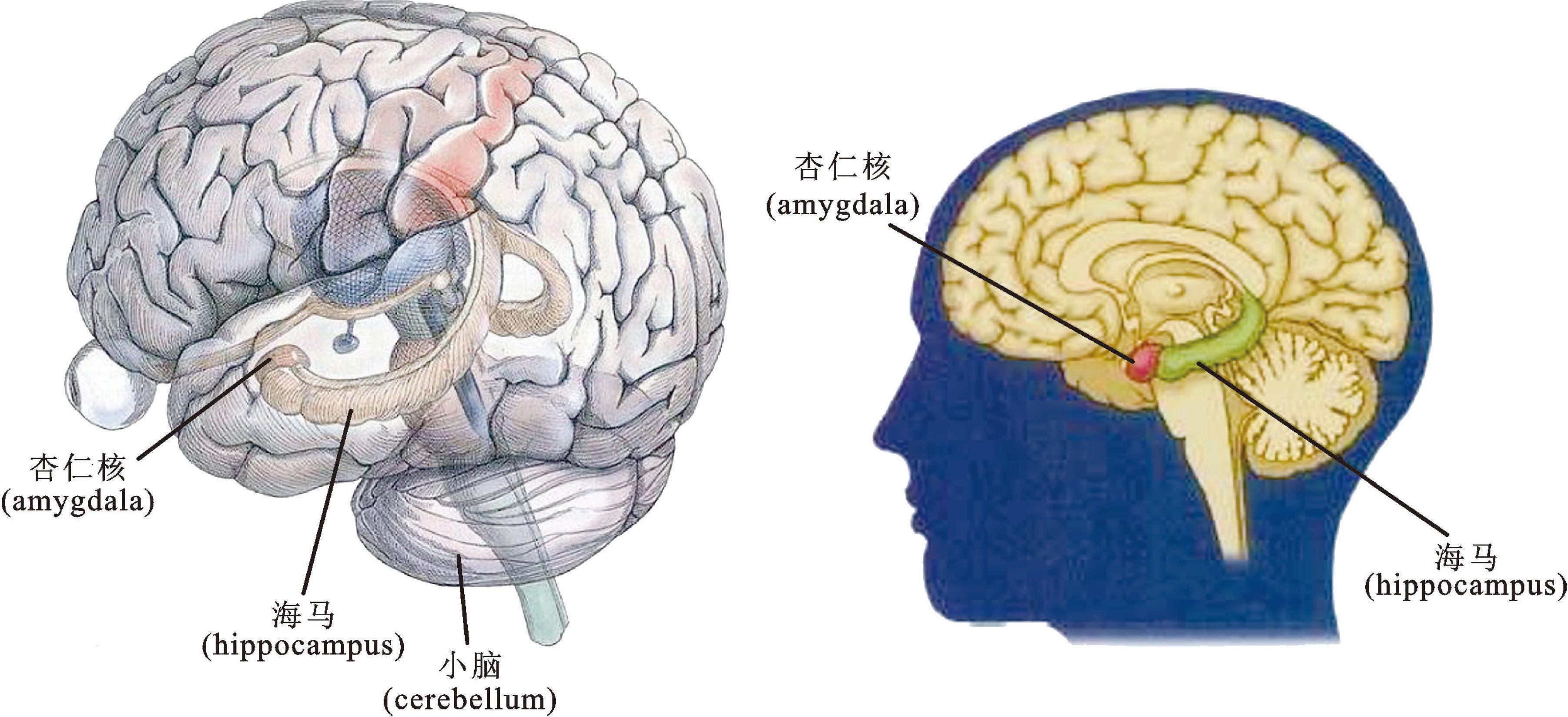 三、危及器官定义